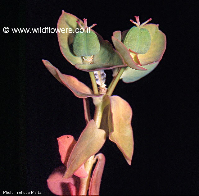 Euphorbia phymatosperma